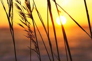 Sunset Bloom Reed Flowers Bask in the Radiant Glow of the Evening Sun, Creating a Spectacular Tapestry of Nature's Ephemeral Beauty in the Tranquil Twilight Sky photo