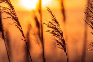 Sunset Bloom Reed Flowers Bask in the Radiant Glow of the Evening Sun, Creating a Spectacular Tapestry of Nature's Ephemeral Beauty in the Tranquil Twilight Sky photo