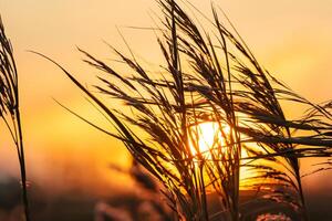 Sunset Bloom Reed Flowers Bask in the Radiant Glow of the Evening Sun, Creating a Spectacular Tapestry of Nature's Ephemeral Beauty in the Tranquil Twilight Sky photo