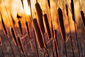 Sunset Bloom Reed Flowers Bask in the Radiant Glow of the Evening Sun, Creating a Spectacular Tapestry of Nature's Ephemeral Beauty in the Tranquil Twilight Sky photo