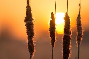 Reed Flowers Bask in the Radiant Glow of the Evening Sun, Creating a Spectacular Tapestry of Nature's Ephemeral Beauty in the Tranquil Twilight Sky photo