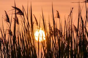 Sunset Bloom Reed Flowers Bask in the Radiant Glow of the Evening Sun, Creating a Spectacular Tapestry of Nature's Ephemeral Beauty in the Tranquil Twilight Sky photo