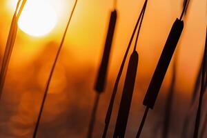 Sunset Bloom Reed Flowers Bask in the Radiant Glow of the Evening Sun, Creating a Spectacular Tapestry of Nature's Ephemeral Beauty in the Tranquil Twilight Sky photo