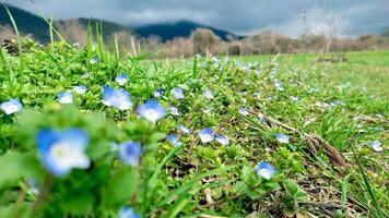 Blue flowers on meadow, spring, blossom photo