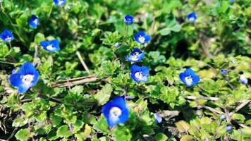 Blue flowers on meadow, spring, blossom photo