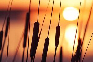 Sunset Bloom Reed Flowers Bask in the Radiant Glow of the Evening Sun, Creating a Spectacular Tapestry of Nature's Ephemeral Beauty in the Tranquil Twilight Sky photo