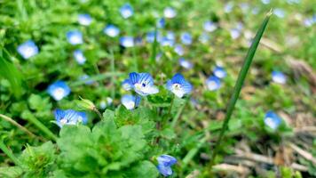 azul flores en prado, primavera, florecer foto