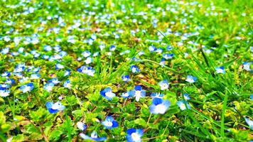 Blue flowers on meadow, spring, blossom photo