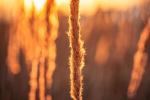 Sunset Bloom Reed Flowers Bask in the Radiant Glow of the Evening Sun, Creating a Spectacular Tapestry of Nature's Ephemeral Beauty in the Tranquil Twilight Sky photo