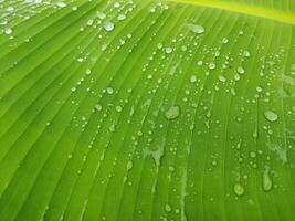 banana plant with dew drops on the leaves photo
