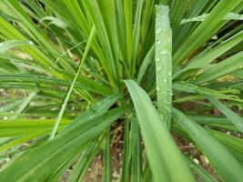 Lemongrass plant with dew drops on the leaves photo