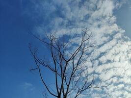 bajo ángulo ver de desnudo árbol en contra cielo foto