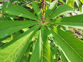 cassava plant with dew drops on the leaves photo