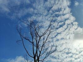 Low angle view of bare tree against sky photo
