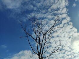 Low angle view of bare tree against sky photo