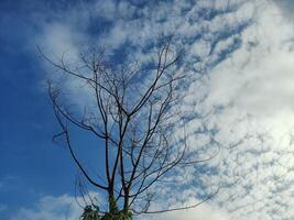 bajo ángulo ver de desnudo árbol en contra cielo foto
