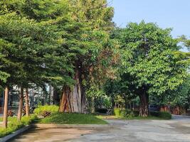 a city park with large, lush trees surrounding it photo