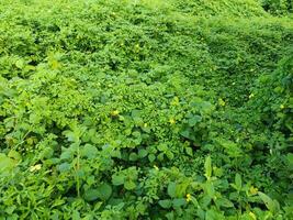 lleno marco Disparo de plantas creciente en campo foto