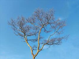 Low angle view of bare tree against blue sky photo