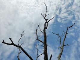 Low angle view of bare tree against sky photo