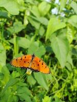 hermosa mariposa extensión alas en un flor foto