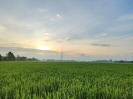 Sunrise on the rice field area photo