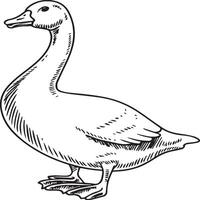 Goose coloring pages. Bird outline for coloring book vector