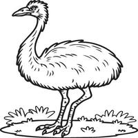 Emu bird coloring pages for coloring book vector