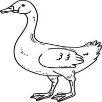 Goose coloring pages. Bird outline for coloring book vector