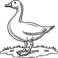 Goose coloring pages. Bird outline for coloring book vector