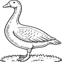 Goose coloring pages. Bird outline for coloring book vector