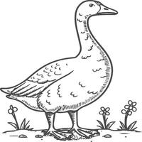 Goose coloring pages. Bird outline for coloring book vector