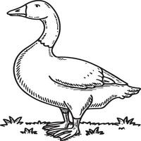 Goose coloring pages. Bird outline for coloring book vector