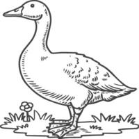 Goose coloring pages. Bird outline for coloring book vector