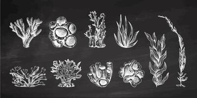 Hand-drawn various corals and seaweed collection. Sketch illustration of various on chalkboard background. Collection for stickers. Engraved water element. vector