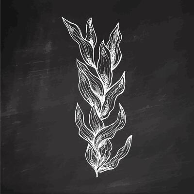 Hand-drawn sketch of underwater sea weed, laminaria spirulina seaweed icon. Engraved water element on chalkboard background. Ocean illustration.