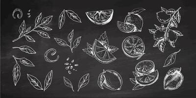 Hand-drawn lemon set. Whole lemon, sliced pieces, half, leaf and branch sketch. Tropical fruit engraved style illustration. Detailed citrus ink drawing on chalkboard background. vector