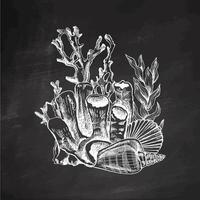 Hand-drawn sea composition from seashells, algae, shells, corals. Black and white sketch of underwater creatures. Engraved element on chalkboard background. vector