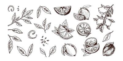 Hand-drawn lemon set. Whole lemon, sliced pieces, half, leaf and branch sketch. Tropical fruit engraved style illustration. Detailed citrus ink drawing. vector