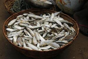 Fresco pescado y langostinos vendido a un mercado foto