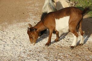 Goat eats food from the ground in a village in Benin photo