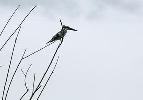 black and white kingfisher photo