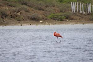 lago en curacao con flamencos foto