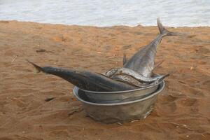freshly caught fish photo