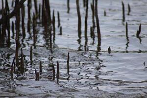 abstract reflection in the water of sticks photo