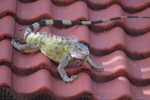 Lizard on the roof on Curacao photo