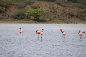 Lake on Curacao with flamingos photo