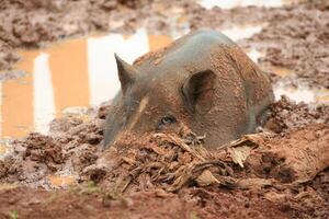 pig lies in the mud photo