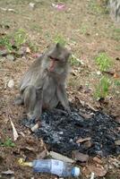 Monkey searching for food in garbage photo