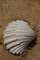 close up of a shell at the beach of grand popo photo